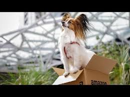 Free, fast and easy way find service delivery jobs of 704.000+ current vacancies in usa and abroad. Meet The Dogs Of Amazon
