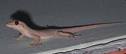Seperti kumpulan gambar pohon di bawah ini, yang sedikit banyak mengilustrasikan keberagaman itu. Cecak Tembok Wikipedia Bahasa Indonesia Ensiklopedia Bebas