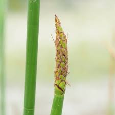 Image result for Eleocharis acutangula