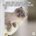 71 Funny Cat Memes You'll Laugh at Every Time | Hilarious Cat Memes