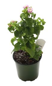 Image result for Lantana camara