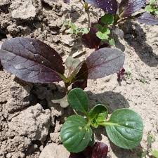 Wenn du jetzt aussäst, kannst du mitte/ende april pflanzen. Meine Ernte Salat Anbauen Pflegen Ernten Und Lagern