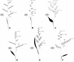 Image result for Urochloa oligobrachiata