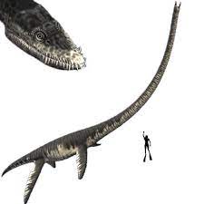 This was meant to be elasmosaurus, in the process of this i realized how little i know about extinct marine reptiles but also i had a lot of fun. Pin On Titanes Del Pasado