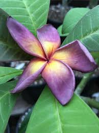 Pin On Flower Plumeria Frangipani