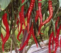 Komoditas cabe rawit menjadi salah satu jenis cabe yang memiliki jumlah permintaan banyak dipasaran, umumnya memang memiliki permintaan yang stabil. Penyakit Cabe Dan Cara Penanggulangannya Juru Kebun