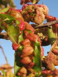 Spray again at bud swell or bud burst in late winter or early spring. Making Bordeaux Spray To Prevent Leaf Curl Leaf Root Fruit Gardening Services