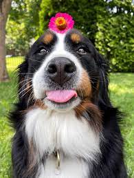 Here are some cute flower pictures that will hopefully make ya smile ☺️🌸 I  also just wanted to brag on Weller and Annie a bit. It's been a crazy  couple of months