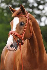 Premiera Monaco Bridle Kone Zvirata Kresby