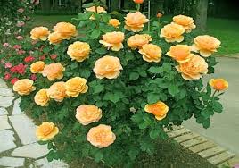 About Face Grandiflora Courtesy Of Fort Worth Rose Society Grandifloras Produce Very Large Blooms The Hybrid Tea Roses Tea Roses Rose Garden Landscape