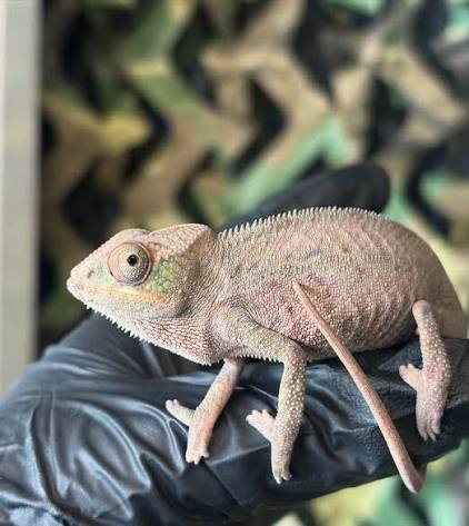 Look at this Pink Girl 🩷 Panther Chameleon ✨ @zoo.creatures