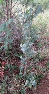 Image result for Vitex zeyheri