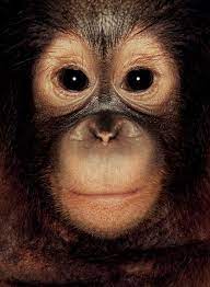 Monkey Primates Animals Animals Beautiful