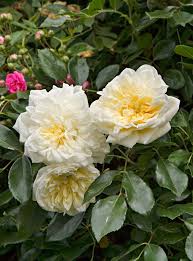 We have neglected our azaleas and rhodies the past two years. Climbing Rose Better Homes Gardens