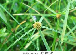 Image result for Kyllinga stenophylla