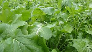 Image result for Brassica