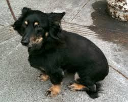 Rottweilers are an intense, brawny breed that lends themselves to. Dog Of The Day Derby The Rottweiler Corgi Mix The Dogs Of San Francisco