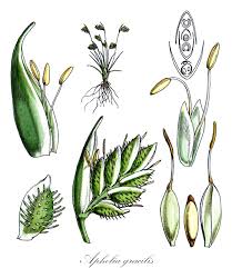 Image result for Restionaceae