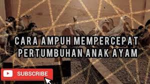 Check spelling or type a new query. Kyojin Gold Pakan Ayam Raksasa Untuk 1 3 Bulan Part1 Youtube