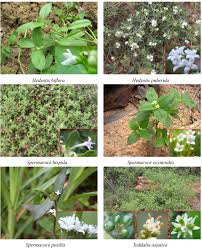 Image result for Rutaceae