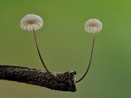 Image result for Marasmius sp.