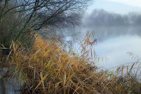 Glowing Reeds It Never Ceases To Amaze Me How The Colours Landscape Wallpaper By Julian Barker Travel Landscape Wallpaper Landscape Colorful Landscape
