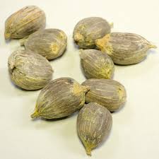 Image result for Elaeis