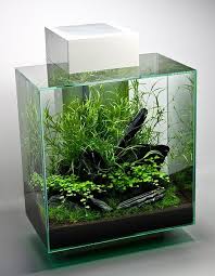 Ikan Hias Toko Ikan Hias Aquascape Tanaman Air Tawar Step By Step Aquascape Diy Peralatan Aquarium Aquarium Aquarium Freshwater Aquarium Aquarium Fish