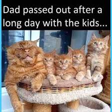 Let's face it, cats are the unofficial mascots of the internet. Clean Memes 01 06 2021 Clean Memes