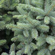 Norway spruce 2 year old sold out as of february 3, 2021. Christmas Trees Nurseries Online