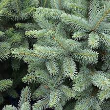 This tree should be given plenty of room and is ideal for spaces. Christmas Trees Nurseries Online