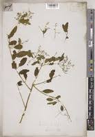 Image result for Salvadoraceae