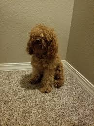 Check spelling or type a new query. Cockapoo Puppies For Sale Colorado Springs Co 289405