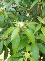 Image result for Olax aschersoniana