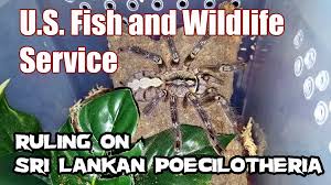 We ship brazilian jewel tarantula (typhochlaena seladonia) to us, uk, europe, japan, philippine, singapore, malaysia, netherlands,korea and most other counties. Tarantula Laws Tom S Big Spiders