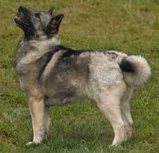 Norwegian Elkhound Health Problems Feeding