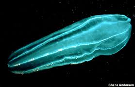 Image result for Belonophora