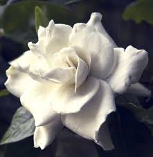 Mildred Stover Obituary