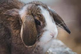 Peut On Donner De La Banane A Un Lapin Alimentation Du Lapin
