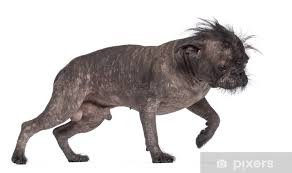 Fotobehang Naakthond Mix Tussen Franse Bulldog En Chinese Crested Dog Pixers Nl