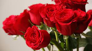 We did not find results for: Friday Faves Houston S Top 10 Florists Abc13 Houston