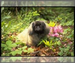 Pekingese puppy for sale near north carolina, smithfield, usa. Pekingese Puppies For Sale Near Colorado Springs Colorado Usa Page 1 10 Per Page Puppyfinder Com