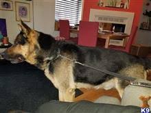 Adopt theo a black german shepherd dog / mixed breed (large) dog in springfield. German Shepherd Stud Dogs In Illinois