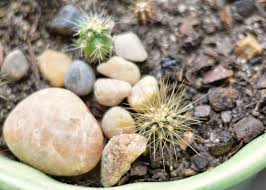 It's easy to grow cactus from grafts, seeds or cuttings if you. Lostvestige Tiny Cacti Growing Seeds Tiny Cactus Cactus