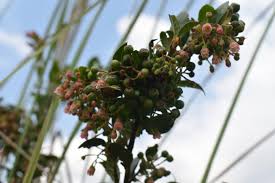 Image result for Vaccinium stanleyi