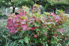 Check spelling or type a new query. Native Plants Earth Stewardship East