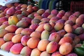 Mangoes (mangifera indica) are a tropical fruit that need warm conditions to grow. Mango Trees In Containers 15 Best Mango Varieties For Small Spaces Garden Of Luma