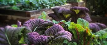 Among these, of course, are the cool season veggies such as broccoli, brussels sprouts, cauliflower and carrots. What To Plant In A Fall Vegetable Garden Growing A Greener World
