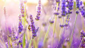 Flowers Lavender Wallpapers Hdqwalls Com Flowers Lavender Flowers Floral Wallpaper