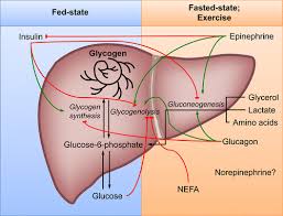 Some of the most common carbohydrates that we come across in our daily lives are in form of sugars. Liver Glycogen Metabolism During And After Prolonged Endurance Type Exercise American Journal Of Physiology Endocrinology And Metabolism
